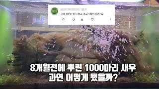 8개월 전에 뿌린 1000마리 새우 근황에 대해 문의하시는 분들이 많아 자세히 알려드립니다 [upl. by Helen]