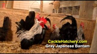 Gray Japanese Bantam Chicken Breed Breeding Flock  Cackle Hatchery [upl. by Allison998]