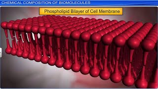 CBSE Class 11 Biology  Biomolecules Part 1  Full Chapter  By Shiksha House [upl. by Neliak]