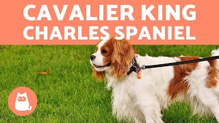 Cavalier King Charles Spaniel  CHARACTERISTICS and CARE [upl. by Sharon552]