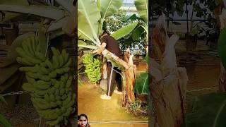 Banana fasal virelshort video  farmery video [upl. by Ruhl]