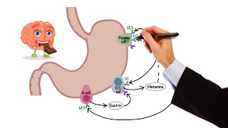 Pharmacology  GASTROINTESTINAL AND ANTIEMETIC DRUGS MADE EASY [upl. by Schaab994]