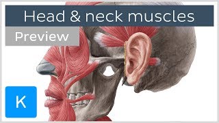 Main Muscles of the Head and Neck preview  Human Anatomy  Kenhub [upl. by Ermin847]