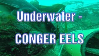 Sea Fishing UK  UNDERWATER FOOTAGE CONGER EEL  Conger Eels [upl. by Hancock]