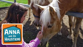 Haflinger  Information für Kinder  Anna und die Haustiere [upl. by Ahtivak]