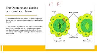 Chapter 145 Homeostasis in Plants [upl. by Tadd]