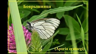 Брачные игры Боярышниц Aporia crataegi [upl. by Enelam]