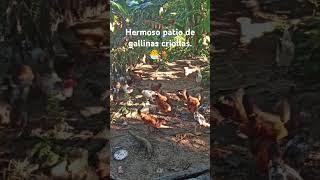 Gallinas criollas gallinasrd gallinas polloscriollos pollos [upl. by Oibesue]