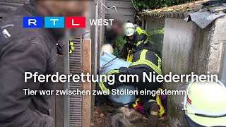 Pferderettung am Niederrhein Tier war zwischen zwei Ställen eingeklemmt  RTL WEST 13112024 [upl. by Dduj]