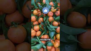 Pourquoi les oranges sanguines sont rouges à lintérieur  shorts [upl. by Elamor794]