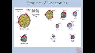 Lipids and Lipoproteins  Part 1 [upl. by Yarled]