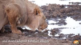 Tswalu Kalahari Luxury Private Game Reserve South Africa  Safari365 [upl. by Htebsle]