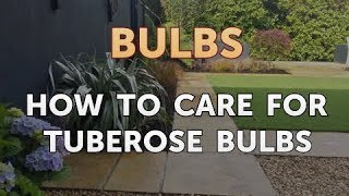 How to Care for Tuberose Bulbs [upl. by Aurel882]