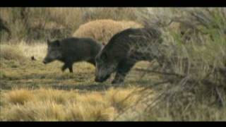 MONSTER WILD BOAR HEAD KILL SHOT SLOWMOTION [upl. by Ettesel642]