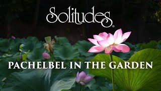 Dan Gibson’s Solitudes  Serenity  Pachelbel in the Garden [upl. by Alexander]