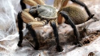 SOCOTRA BLUE BABOON  COMMUNAL  Monocentropus balfouri maternal care [upl. by Kordula]