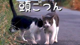 持病に苦しみながらも、最期まで勇敢に生き抜きぬいた猫【地域猫 】野良猫 捨て猫 [upl. by Aerdnaxela213]