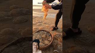 Over 100 jellyfish safely returned to their home🥺🥺 shorts trending jellyfish fyp viralvideo [upl. by Irim349]