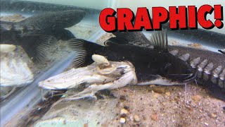 GULPER CATFISH DEVOURS 12 INCH TIGER SHOVEL NOSE STOMACH EXPLODES [upl. by Eemaj]