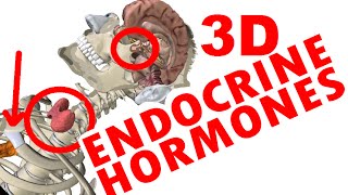 Endocrine System  Thyroid amp Pituitary Glands amp Hormones [upl. by Engen]