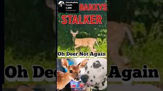 STALKER DEER are everywhere  POOR Banxy the Dalmatian Puppy  dalmatian puppy [upl. by Sad]