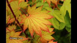 Acer shirasawanum Aureum Golden Full Moon Japanese Maple [upl. by Murdocca647]