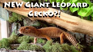 New Giant Leopard Gecko [upl. by Zsa]