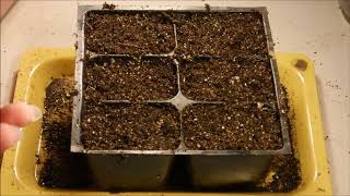 how to grow petunias from seed how to germinate petunia seeds how to sow petunia seeds [upl. by Eceerehs]