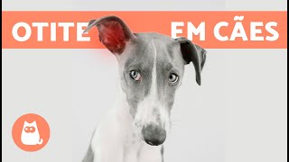 5 REMÉDIOS CASEIROS PARA OTITE EM CÃES 🐶✅ Como limpar as orelhas [upl. by Corey531]