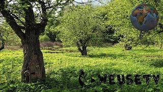 Botanica e giardinaggio  Malattie delle piante da frutto Lorenzo Bonino [upl. by Diann]