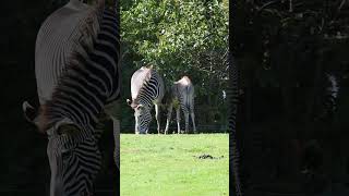 Grévys zebra shorts shortsvideo [upl. by Truscott]