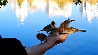 【 野生 手乗り スズメ ホバリング 】 上野公園 不忍池 Sparrow on the hand Wild Sparrow Hovering [upl. by Sandon333]