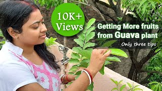 How to Get more Fruits from Guava Plant At Home  psidium guava [upl. by Marguerie314]