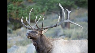 Atlas 7x7 Bull Elk Fending off 3X Challenger Bull Elks [upl. by Lumbard72]