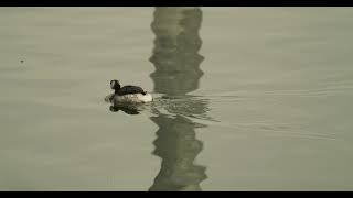 Ohrentaucher horned grebe Podiceps auritus [upl. by Gregson]