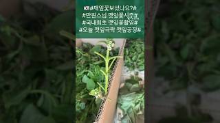 🇰🇷🌱깨잎꽃보셨나요만원스님 깻잎꽃시주국내최초 깻잎꽃촬영오늘 깻잎극락 깻잎공장따뜻한 말한마디 참다운 공양구요Have you seen perilla leaves [upl. by Kareem]