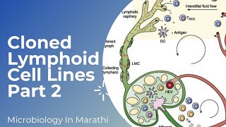 Cloned Lymphoid Cell Lines Part 2  Cell Culture Techniques  MicroBiology in Marathi [upl. by Cecily]