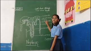 About nephron by class 10 student👩school learning biology srdigischoolbalapur [upl. by Gasper]