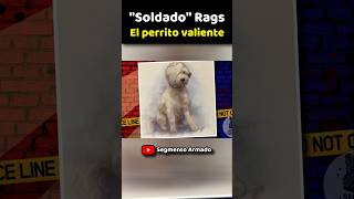 Un Soldadito de 4 patas ww1 historia perros [upl. by Cari]