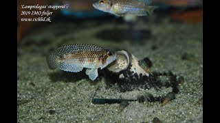 Lamprologus stappersi meleagris [upl. by Nnalyrehs823]