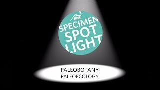 Specimen Spotlight Paleobotany amp Paleoecology [upl. by Bainter]