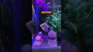 Angel fish Carealtumangel angelfish fish aquariuminfo fishbowl petsvlogmusic angelfish [upl. by Laynad]