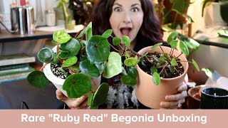 Rare Begonia Unboxing  Begonia Red Ruby  Begonia Care 101 [upl. by Lederer]