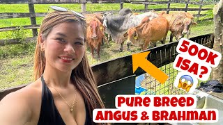 Pumasyal ako sa Farm na may Pure Breed Angus at Bhraman Cow Grabi ang laki nila at ang mahal 🫣 [upl. by Noe]