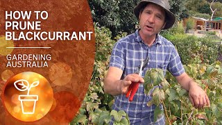 How to prune blackcurrants  Growing fruit and vegies  Gardening Australia [upl. by Shandra]