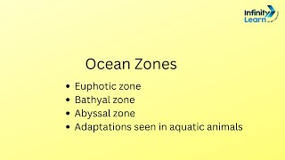 Ocean zone Euphotic zone Bathyal zone Abyssal zone Science [upl. by Roch]