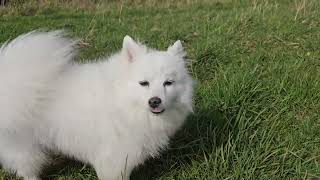 Japanese Spitz listens to birds on a walk [upl. by Juliano]