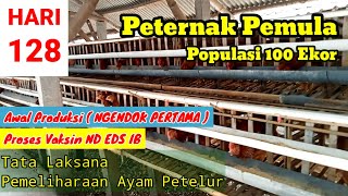 MEMELIHARA AYAM PETELUR DARI DOC SAMPAI PRODUKSI UMUR 128 HARI [upl. by Ajnotal]