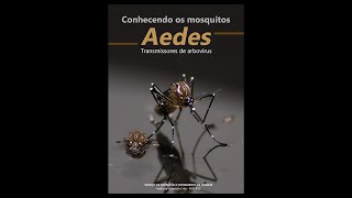 Knowing the mosquitos of Aedes  Transmitters of arboviruses [upl. by Eleda]