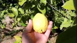 How to Grow Huge California Guava [upl. by Enyluqcaj449]